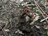 Stromatinia rapulum image