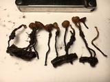 Stromatinia rapulum image