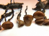 Stromatinia rapulum image