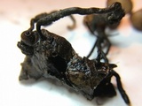 Stromatinia rapulum image