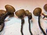 Stromatinia rapulum image