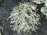 Ramalina intermedia image