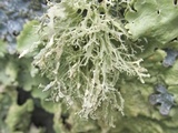 Ramalina intermedia image