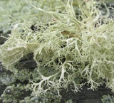 Ramalina intermedia image