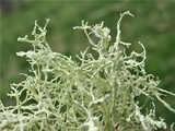 Ramalina intermedia image