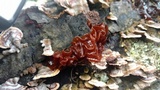 Phaeotremella frondosa image