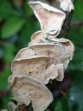 Byssomerulius corium image