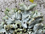 Physconia detersa image