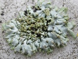 Physconia detersa image