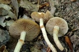 Kuehneromyces marginellus image