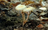Kuehneromyces marginellus image