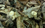 Kuehneromyces marginellus image