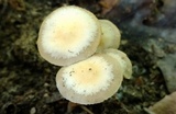 Kuehneromyces marginellus image