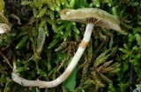 Kuehneromyces marginellus image