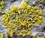 Xanthoria weberi image
