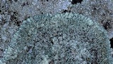 Lecanora muralis image