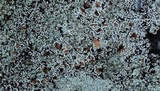 Lecanora muralis image