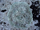 Lecanora muralis image