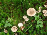 Cantharellula umbonata image