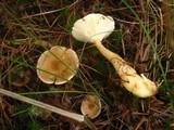 Ampulloclitocybe clavipes image