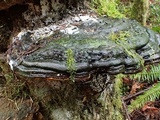 Fomitopsis mounceae image