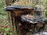 Fomitopsis mounceae image
