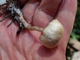 Clitocybe elegantula image