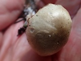 Clitocybe elegantula image