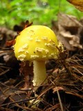 Amanita amerimuscaria image