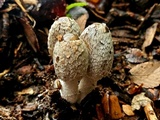 Coprinopsis picacea image