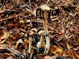 Coprinopsis picacea image