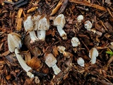 Coprinopsis picacea image