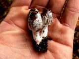 Coprinopsis picacea image