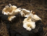 Omphalotus nidiformis image