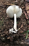 Amanita simulans image