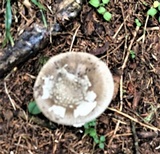Amanita simulans image