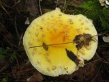 Amanita amerimuscaria image