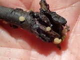Hymenoscyphus imberbis image