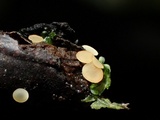 Hymenoscyphus imberbis image