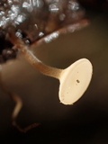 Rutstroemia conformata image