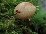 Naucoria luteolofibrillosa image