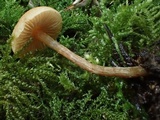 Naucoria luteolofibrillosa image