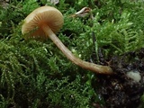 Naucoria luteolofibrillosa image