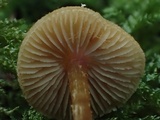 Naucoria luteolofibrillosa image