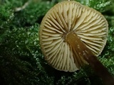 Naucoria luteolofibrillosa image