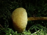 Naucoria luteolofibrillosa image