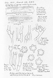 Pseudotomentella vepallidospora image
