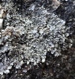 Phaeophyscia hirsuta image