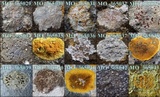 Caloplaca aurantia image