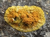 Caloplaca flavescens image